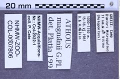 Etiketten zu Athous magnanii (Guglielmi & Platia, 1985) (NHMW-ZOO-COL-0007806)